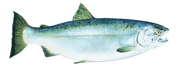 Coho Salmon, Oncorhynchus kisutch (Not common; nonexistent)