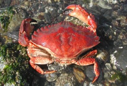 redrockcrab