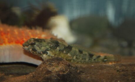tidepool-sculpin-1