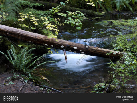 Riparian Debris