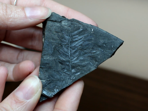 The Journey of a Fossil