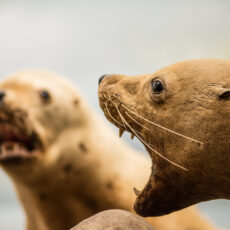 Two brown taxidermied sea lions have their mouths wide open, showing their teeth.