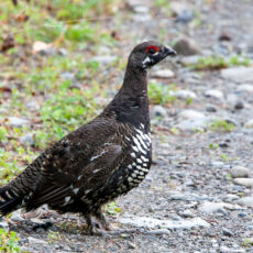 Small brown and white grouse-like bird with red eye lid.