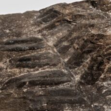 Close up image of a rock with fossilized indentations of a fern-like plant.