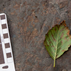 A rock with an impression of leaf veins in it, next to a fallen leaf that has a similar shape and pattern. There is a 10 cm ruler next to the fossil.