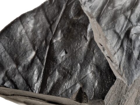 Look closer at images of palaeontological field work and dinosaur fossil discoveries.