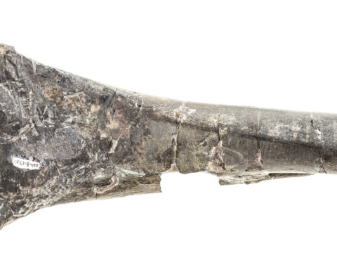 Dinosaur Leg Bone