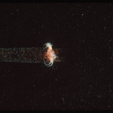 : Copper-coloured bristles and milky white tentacles of a small worm sticking out of its sand-tube case.