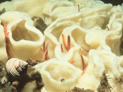 Brittle stars in a glass sponge