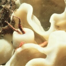 Red brittle star arms emerging from a live white glass sponge.