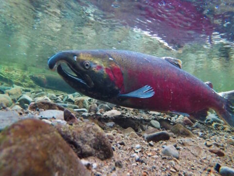 Salmon Living Conditions & Water Quality