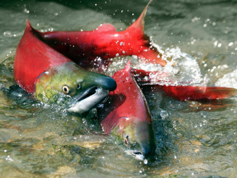How can we get the salmon back?