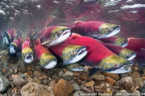 salmon-in-bowker-creek-learning-portal