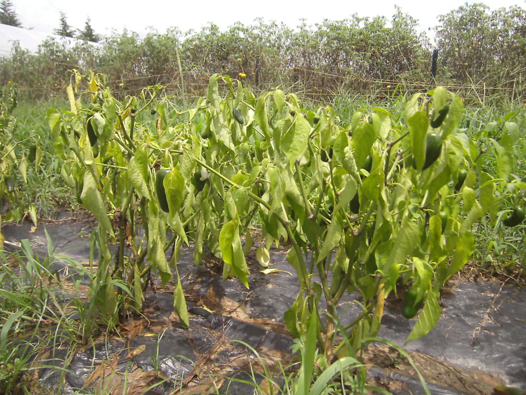 impact-of-climate-change-on-plants-libracha