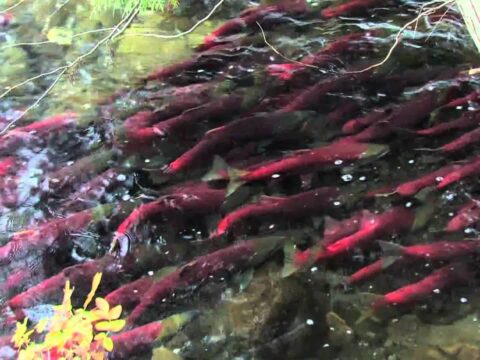 What made Bowker Creek a salmon run?