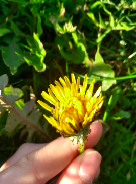 Invasive Plant Species In Bowker Creek