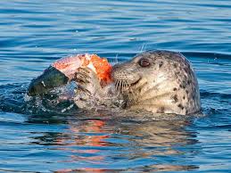 What are salmon’s main predators?