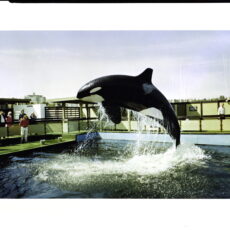 A photo of a side angle of an orca jumping up in an enclosed pool.