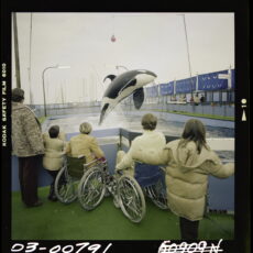 A photo of an orca jumping in a small tank with people watching from wheelchairs and on their feet.