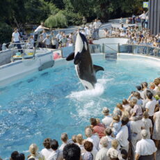 An orca is jumping up to reach a bar as a large group of people crowd around the tiny pool watching.