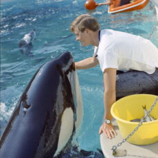 A trainer leans forward to pat an orca on the face with a bucket of fish by their side.