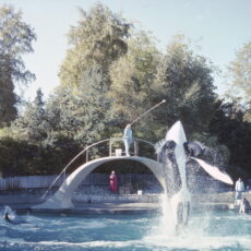A photo of an orca out of the water, vertically reaching a stick in a pool surrounded by trees.