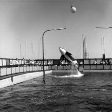 A black-and-white photo of an orca jumping sideways surrounded by people watching behind a fence.