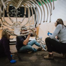 Four people sit under the mounted ribs of an orca, watching someone attach a piece of the skeleton