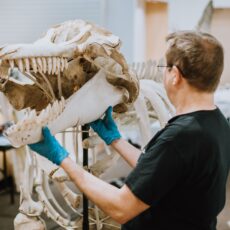 Wearing protective gloves, Dr. Hanke holds Rhapsody’s skull in position with the rest of the skeleton