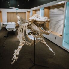 The complete skeleton of Rhapsody rests on a mount above the ground, surrounded by a room of empty shelves.