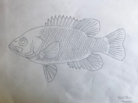 BC Fish Colouring Sheets