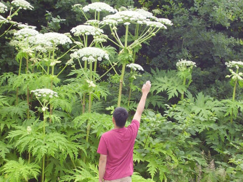 Giant Hogweed – Heracleum mantegazzianum – AVOID