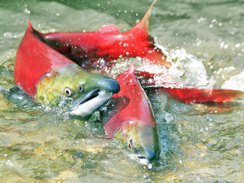 Are Salmon Going Extinct?