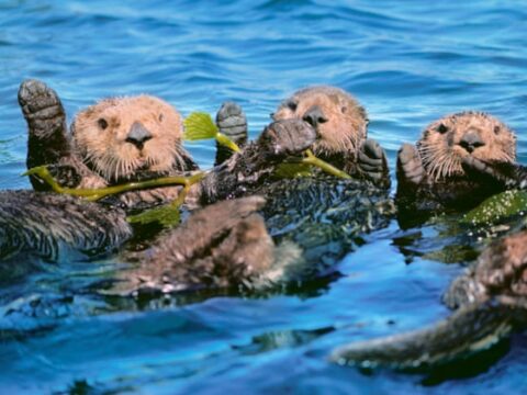 The Reintroduction Of Sea Otters