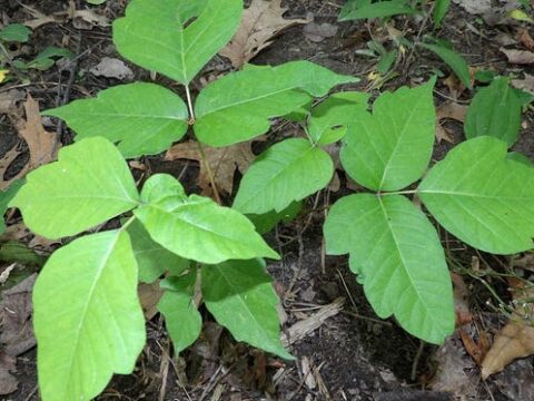 Poison Ivy – Toxicodendron radicans – AVOID