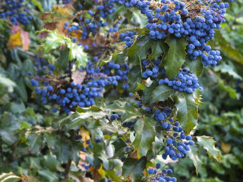 The Oregon Grape – Mahonia Aquifolium – LOOK FOR