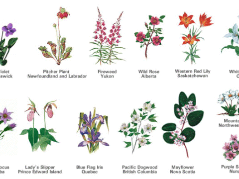 What are native plants?