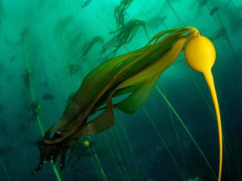 Why Kelp Is Important