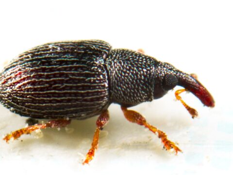 The use of weevils to eliminate invasive species