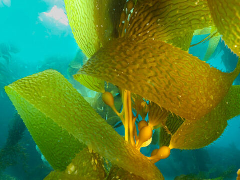What is kelp?