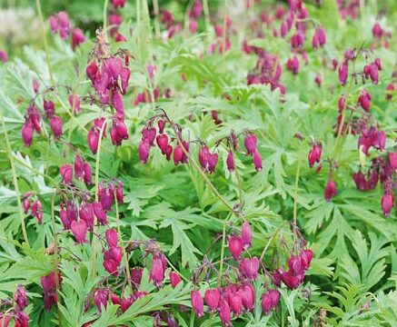 Pacific Bleeding Heart  – Dicentra formosa – LOOK FOR