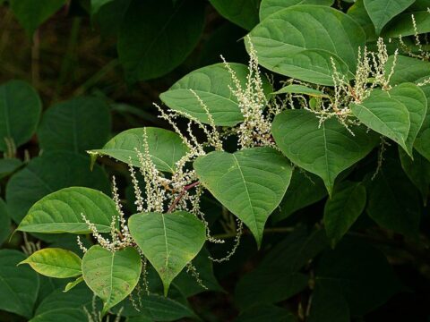 Japanese Knotweed and how it is invasive: