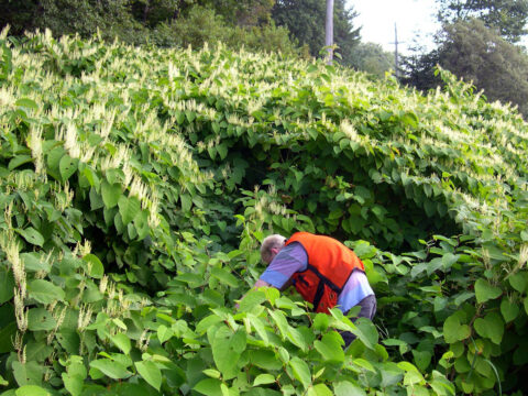 Japanese knotweed features and how to remove it:
