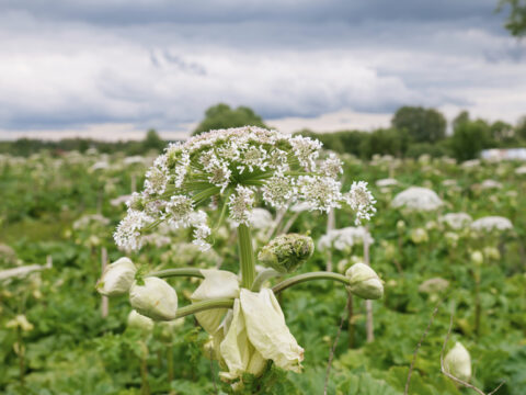 Giant Hogweed and how it is invasive: