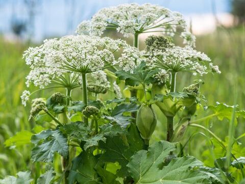 Giant Hogweed features and how to remove it: