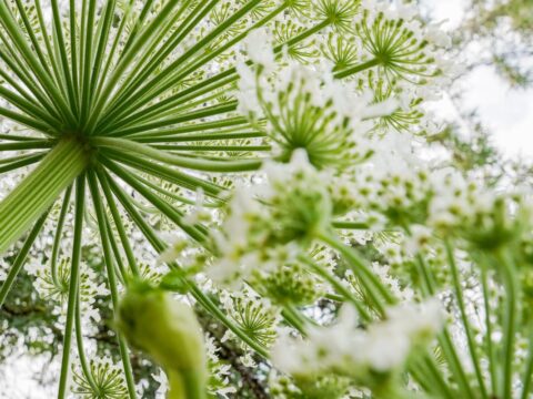 Giant Hogweed and where it grows and thrives in BC: