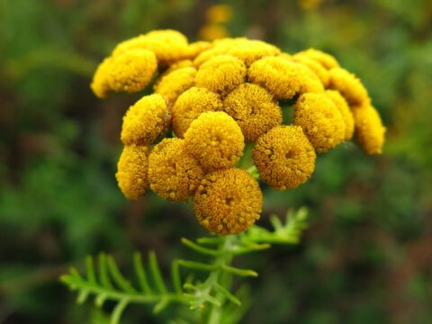 Common Tansy and how it is invasive: