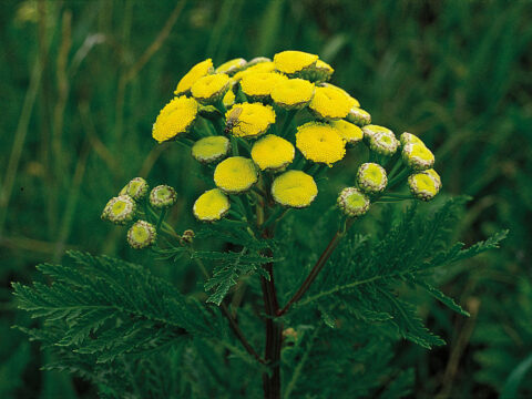 Common Tansy features and how to remove it: