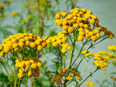 Common Tansy and where it grows and thrives in BC: