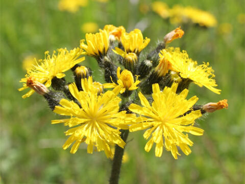 Yellow and Orange Hawkweed features and how to remove it: